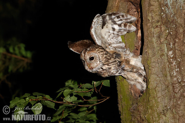 Tawny Owl (Strix aluco)