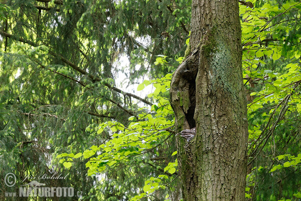 Tawny Owl (Strix aluco)