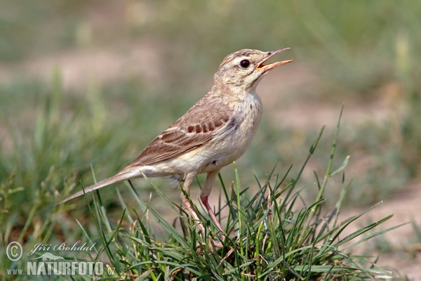 Tawny pipit (Anthus campestris)