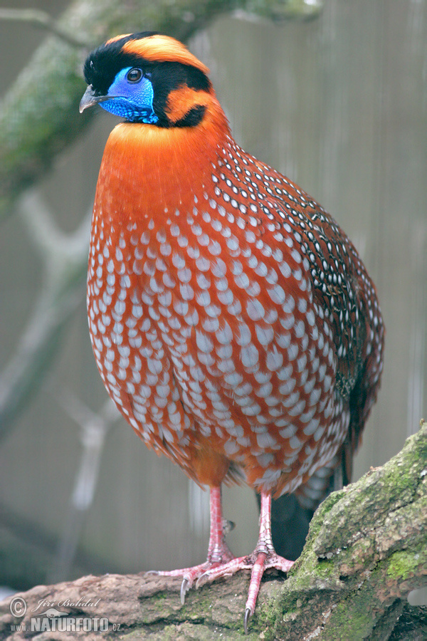 Temmincks tragopan