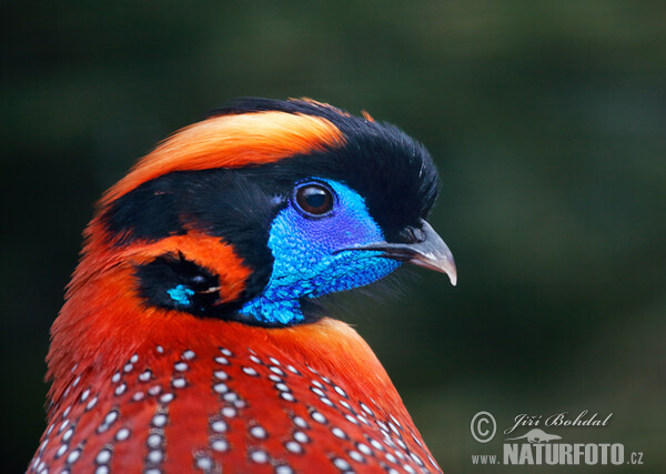 Temminck's Tragopan (Tragopan temminckii)