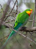 Роскошный баррабандов попугай