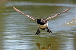 اردک سیاه کاکل