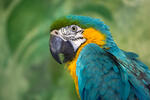 Синьо-жълт ара