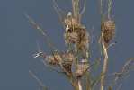 سرمئی بگلا