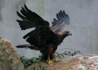 عقاب طلایی