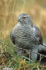 Accipiter gentilis