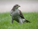 Accipiter gentilis