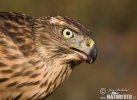 Accipiter gentilis