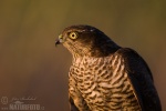 Accipiter nisus