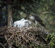 Accipiter nisus