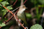 Acrocephalus palustris