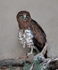 Águila culebrera europea