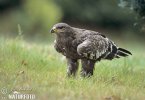 Àguila d'estepa