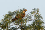 Águila imperial oriental