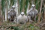 Aguilucho lagunero