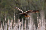 Aguilucho lagunero