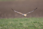 Aguilucho pálido