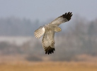 Aguilucho pálido