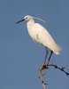 Aigrette garzette