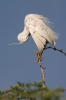 Aigrette garzette