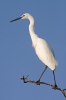 Aigrette garzette