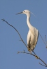 Aigrette garzette