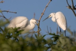 Aigrette garzette