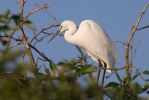 Aigrette garzette