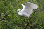 Aigrette garzette