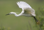 Aigrette garzette