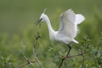 Aigrette garzette