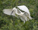 Aigrette garzette