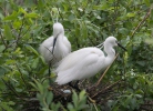 Aigrette garzette