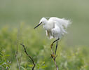 Aigrette garzette