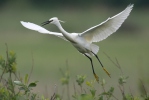 Aigrette garzette