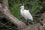 Aigrette garzette