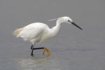 Aigrette garzette