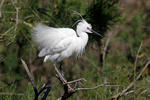 Aigrette garzette