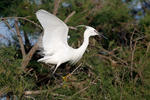 Aigrette garzette