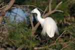 Aigrette garzette