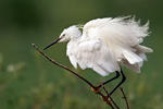 Aigrette garzette