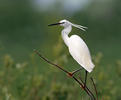 Aigrette garzette