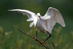 Aigrette garzette