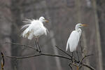 Aigrette garzette