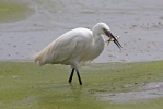 Aigrette garzette