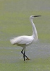 Aigrette garzette