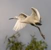 Aigrette garzette