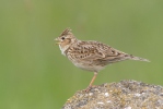 Alauda arvensis
