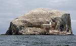 Alcatraz común